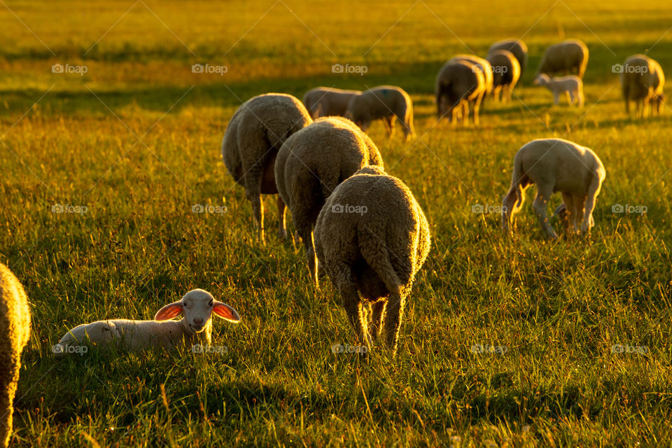 sheeps and a lamb