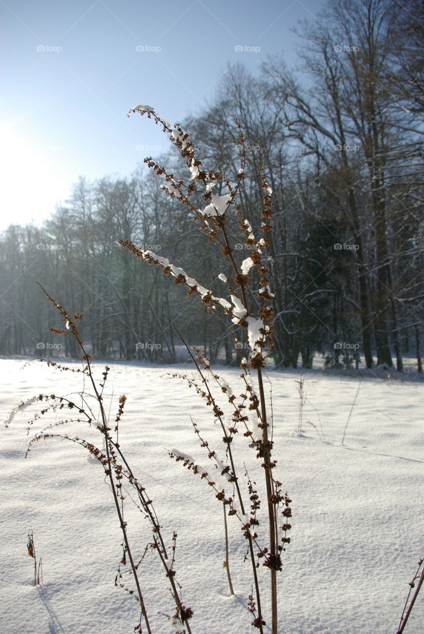 Winter scene