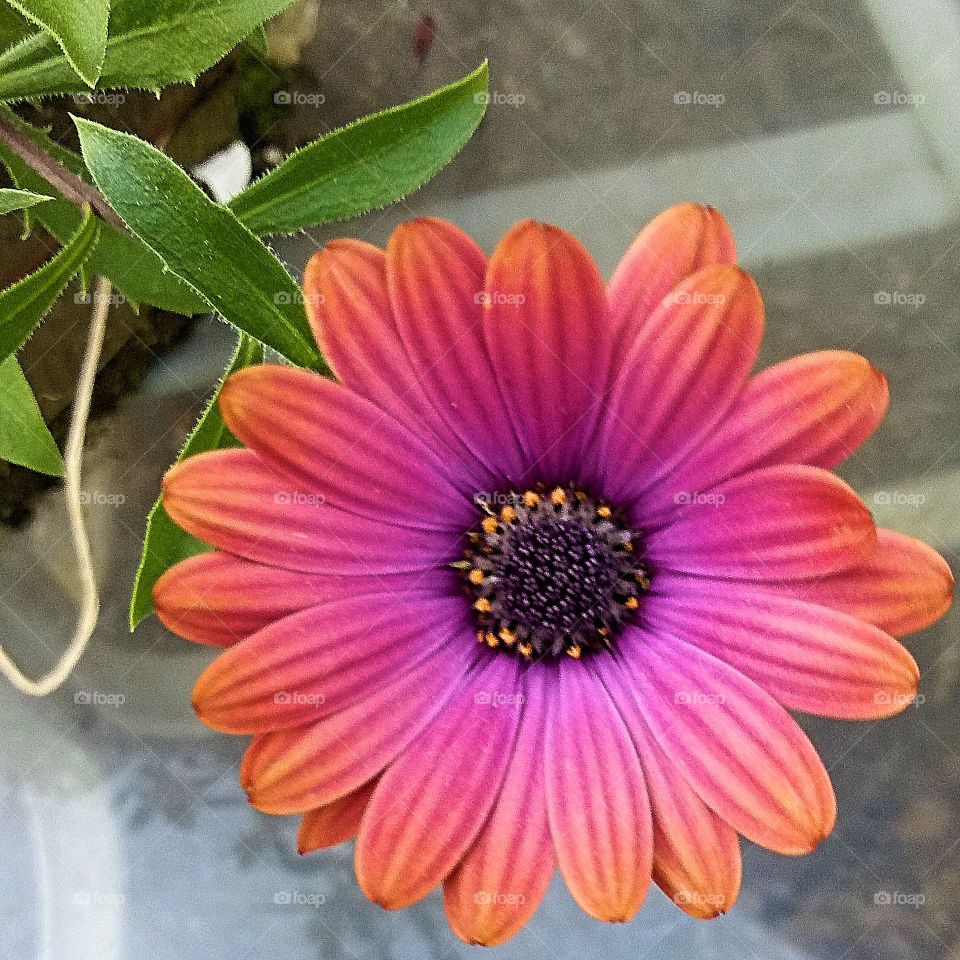 a red flower with a purple center