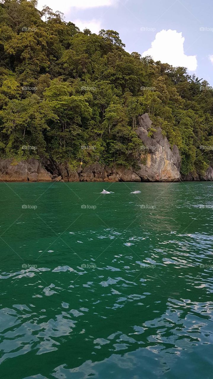 Malaysia 
sea and dolphins