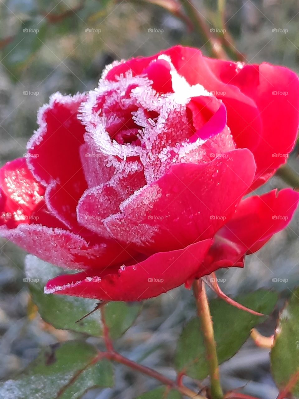 white rim of frost crystals on petals of red rose