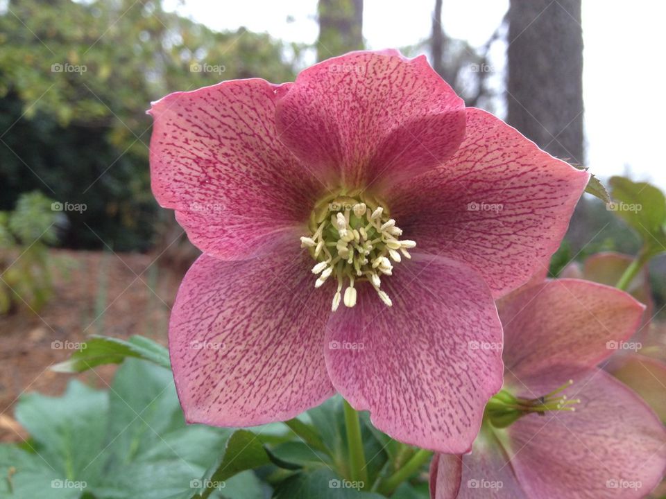 Hello, hellebore 