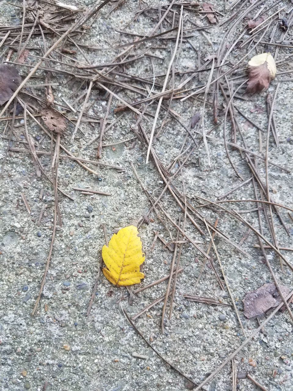 Small Lone Yellow Leaf
