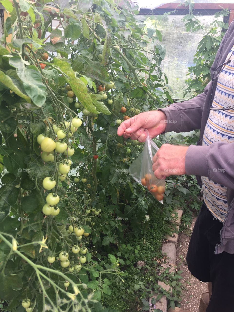 Harvesting cherry tomatoes 