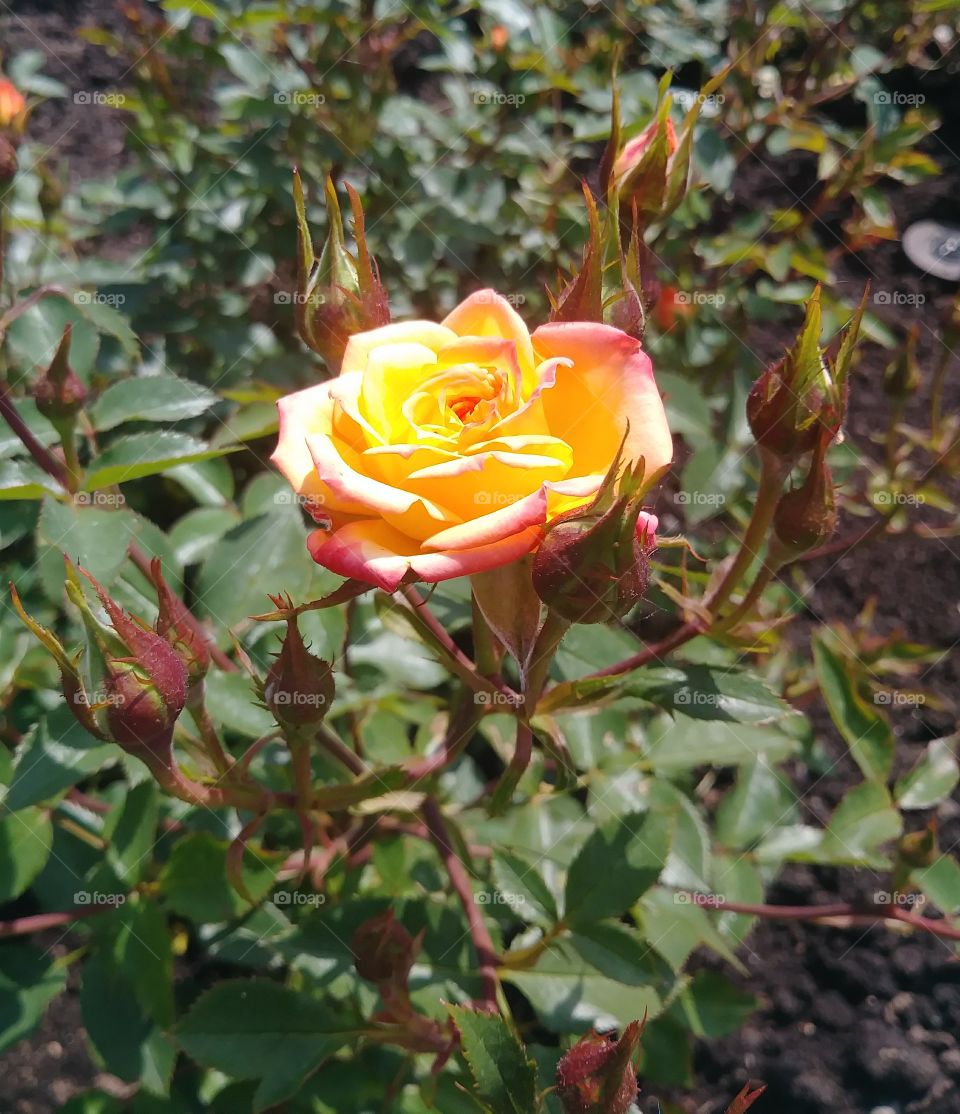 yellow fire rose