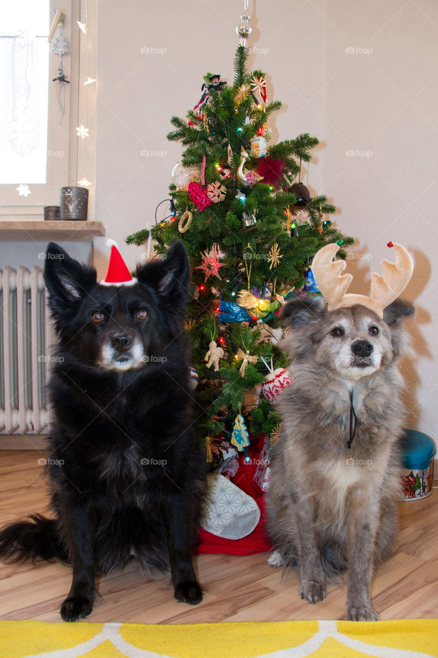 Holiday dogs 