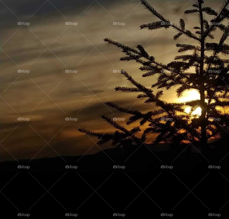 lone tree ontop of mountain sunset