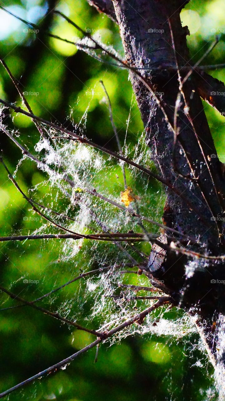Spider, Spiderweb, Arachnid, Trap, Cobweb