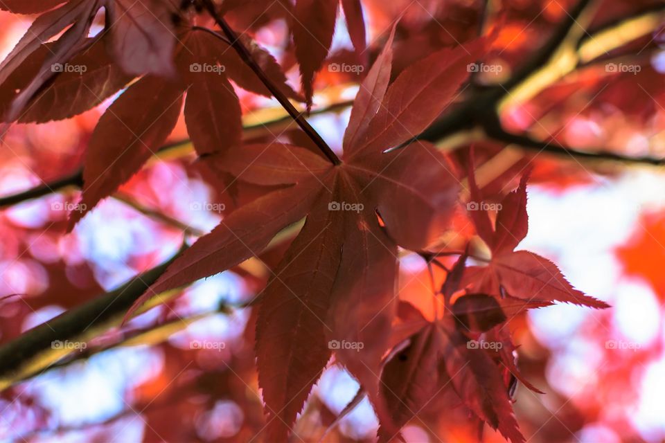 Japanese Maple Leaf low angle closeup