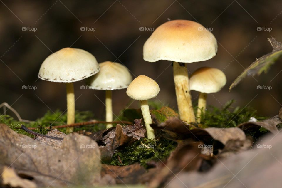 Winter wild mushroom in close up background nature therapy amazing wildlife beautiful life