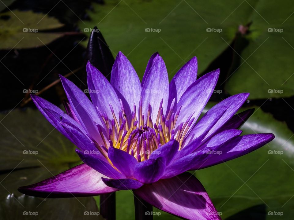 Beautiful naturally lotus flower 