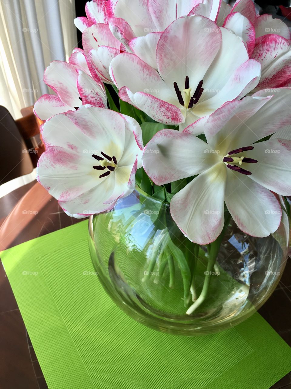 White Tulips in a vase