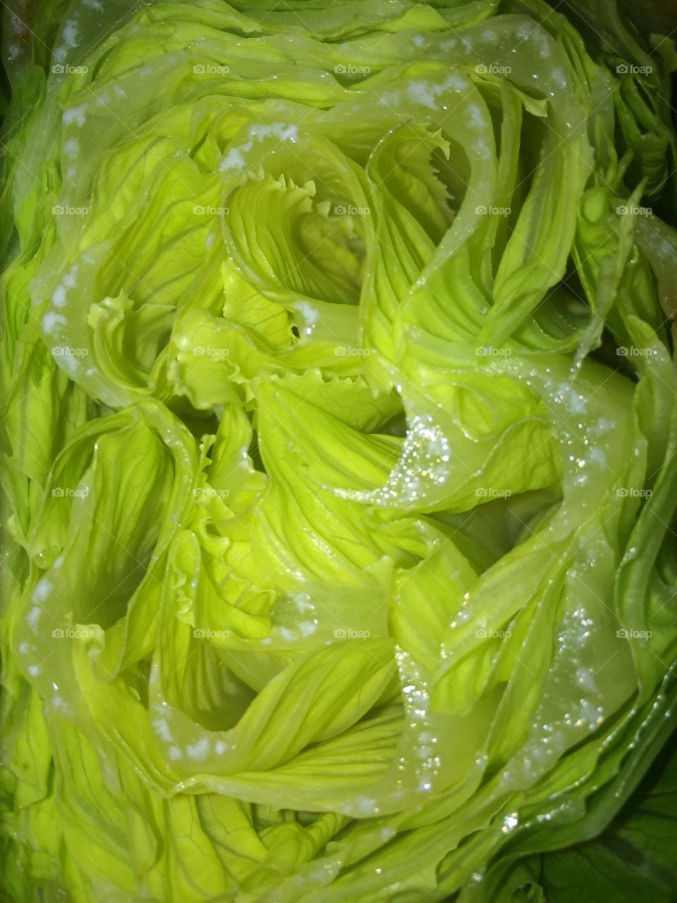 Romaine lettuce 