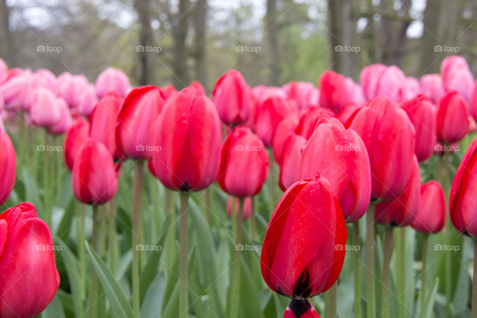 Fields of tulips