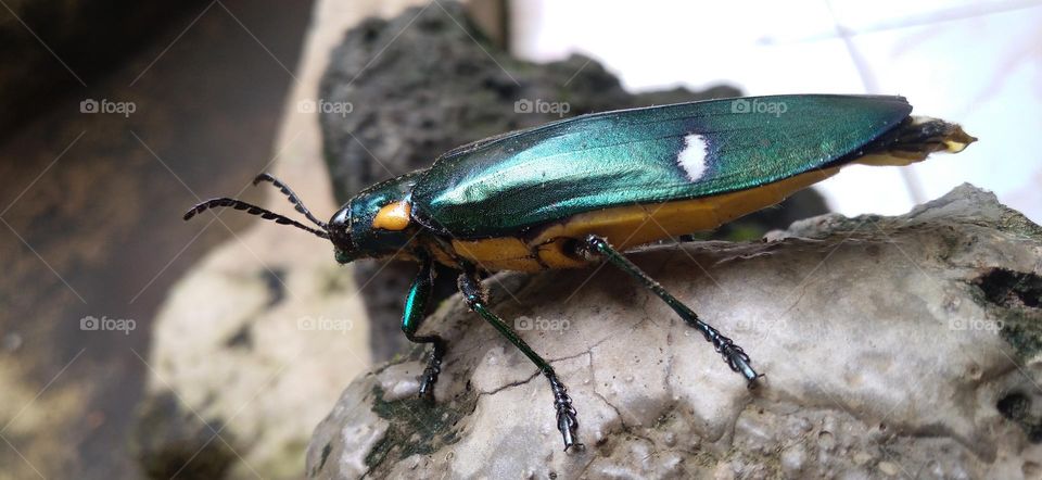 This insect lands on the artificial stone in the yard