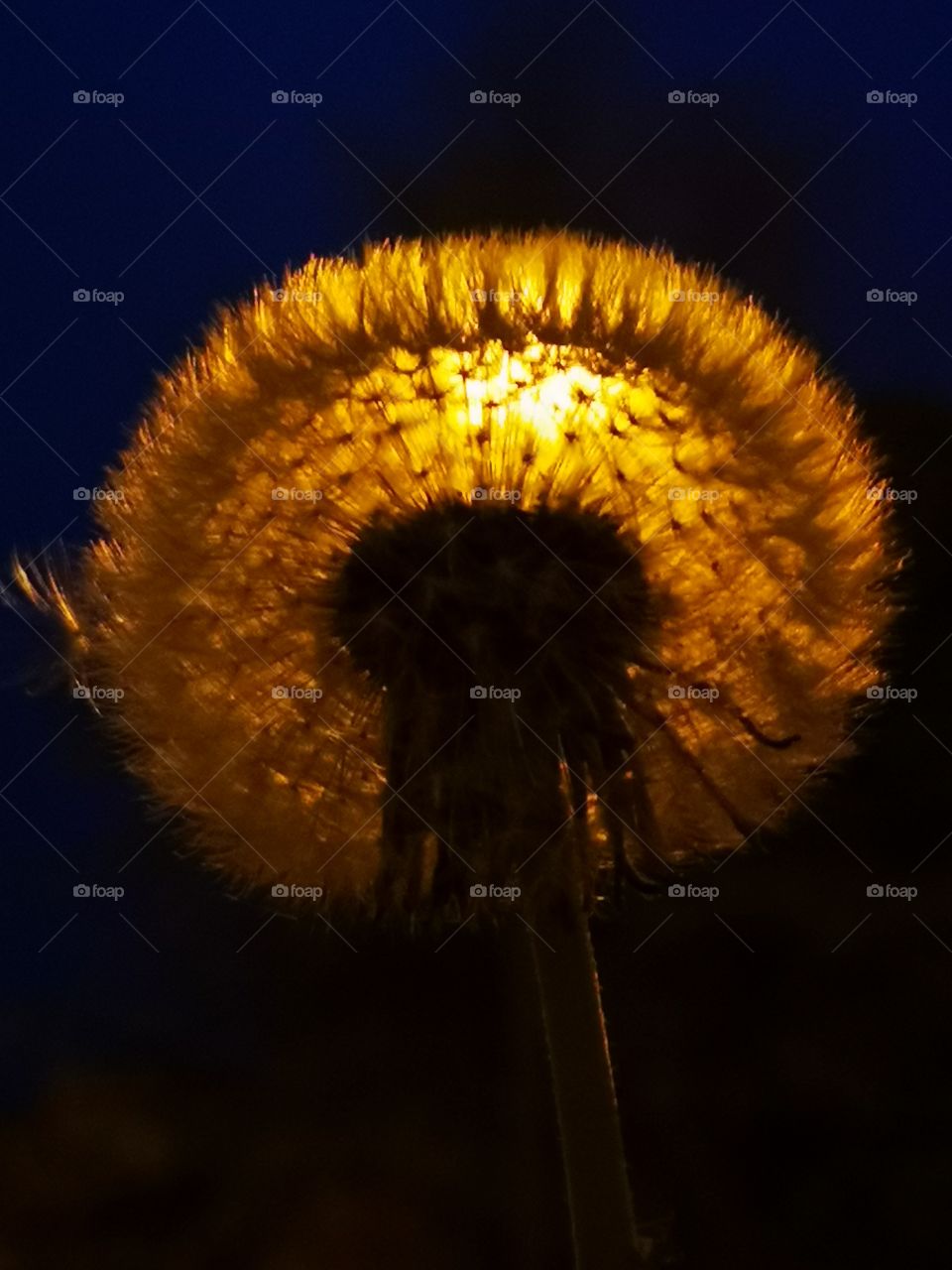 Night dandelion. Zielona Góra. Poland