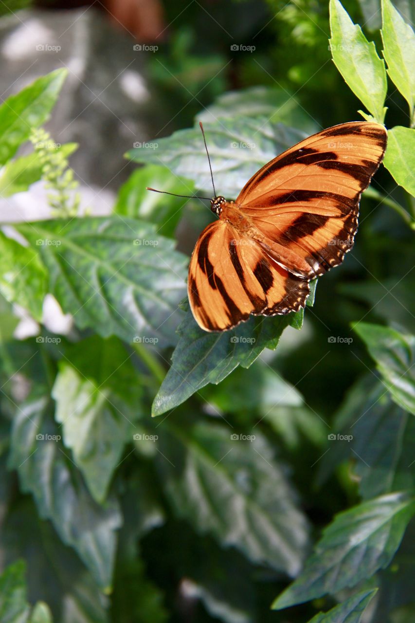 Orange butterfly on plant