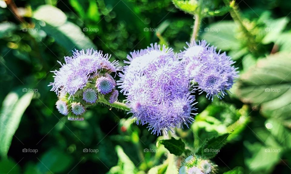 Ageratum houstonianum flower