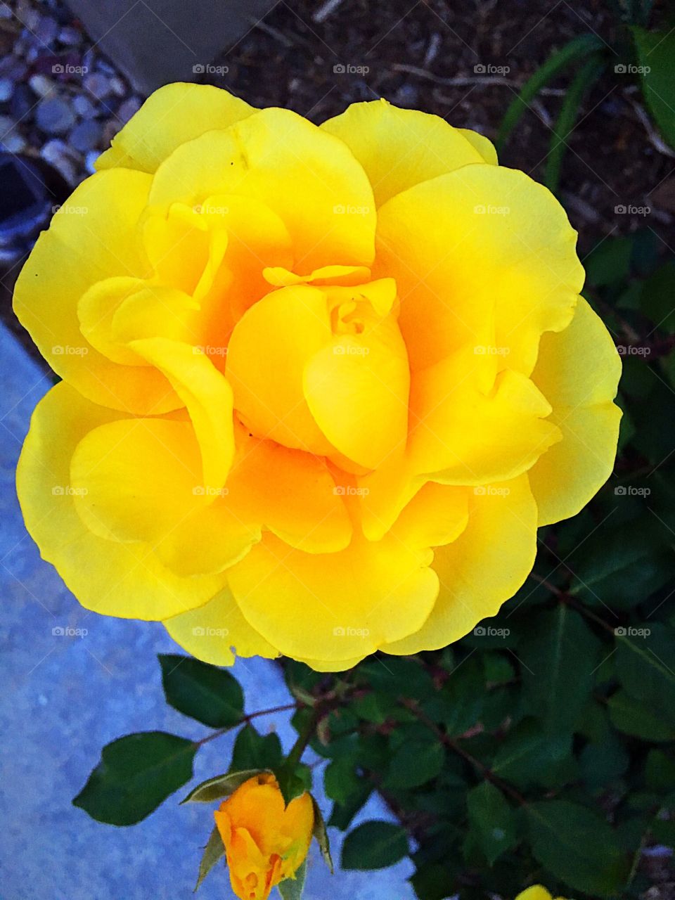Yellow rose in March