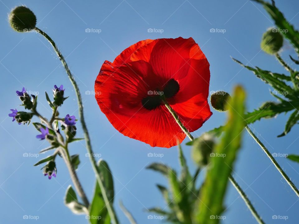 Red poppy flower