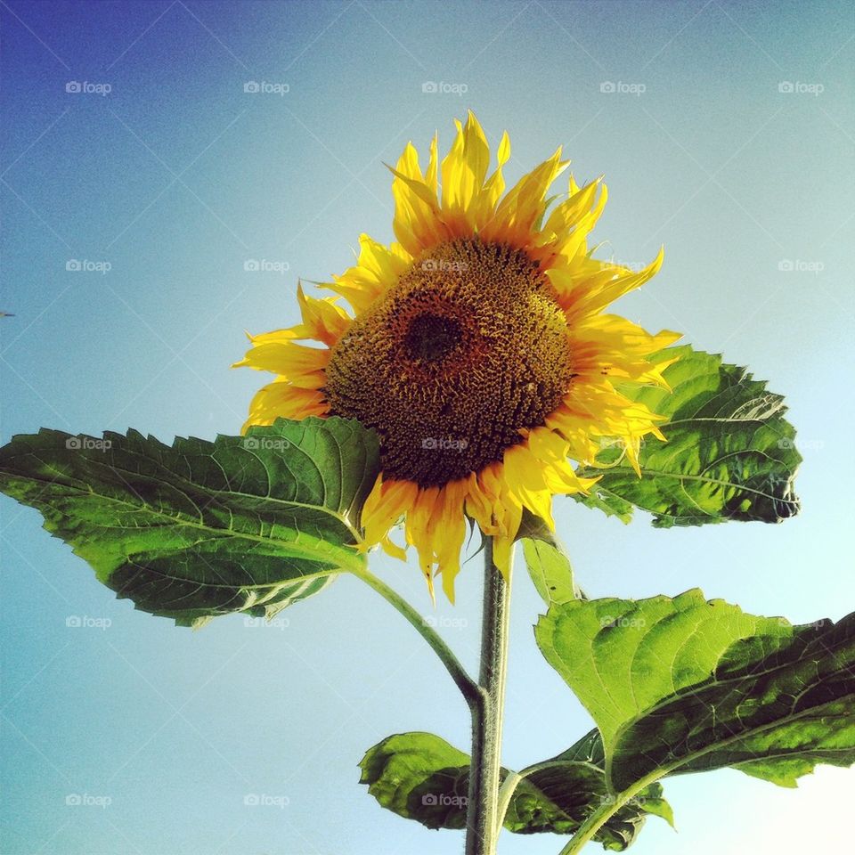 Sunflower