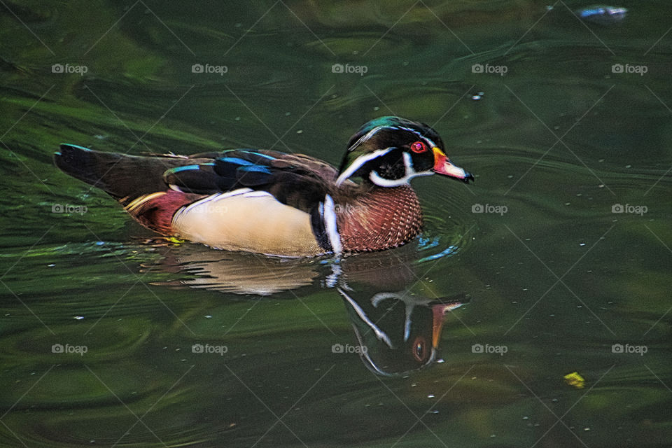 Wood duck from Oviedo, Spain