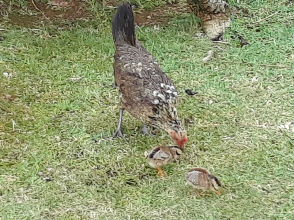 Mama Chicken And Her Baby Chicks