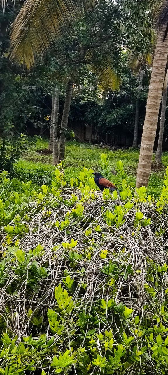 The appearance of this bird sitting on a tree is often believed to bring good luck😊