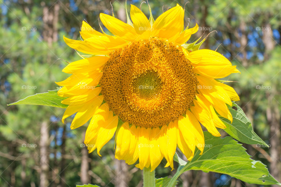 sunflower