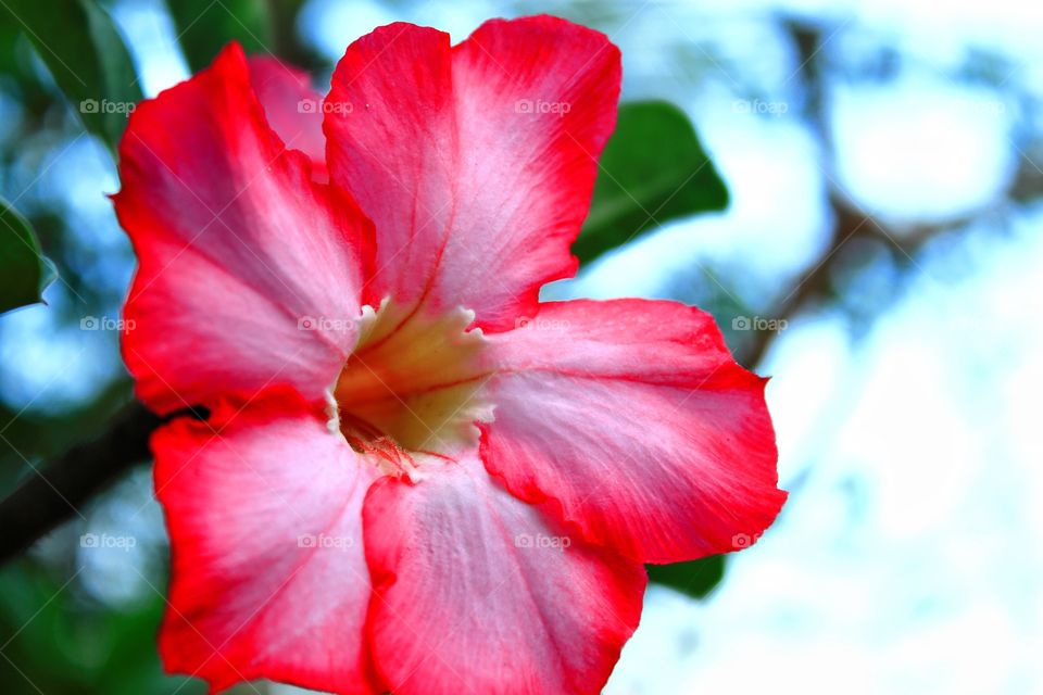 Red flower in the garde