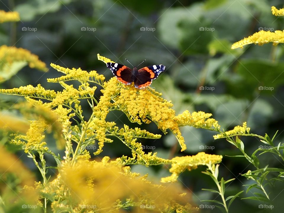 Forest in the morning