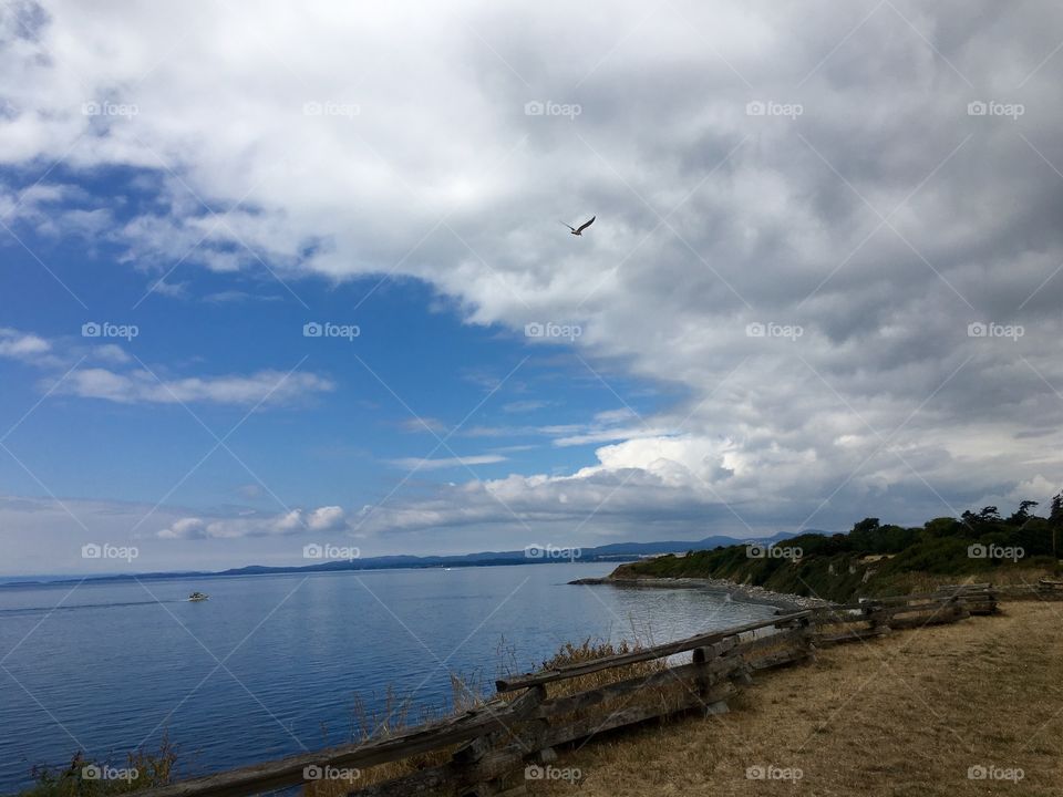 Seagull  flying up to the clouds on a warm August day