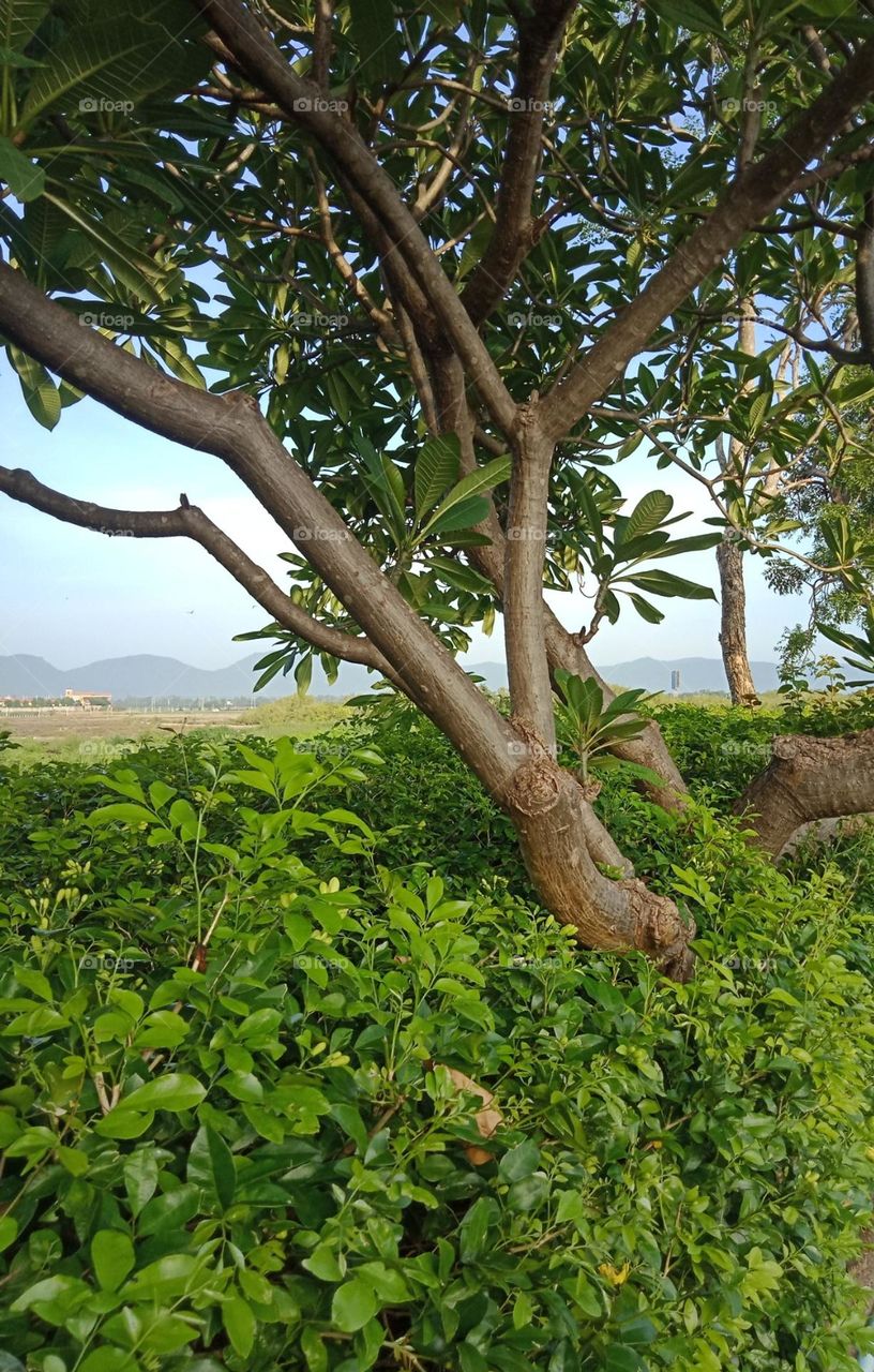 Greenery leaves