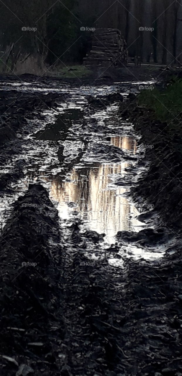 reflet d'arbres dans l'eau