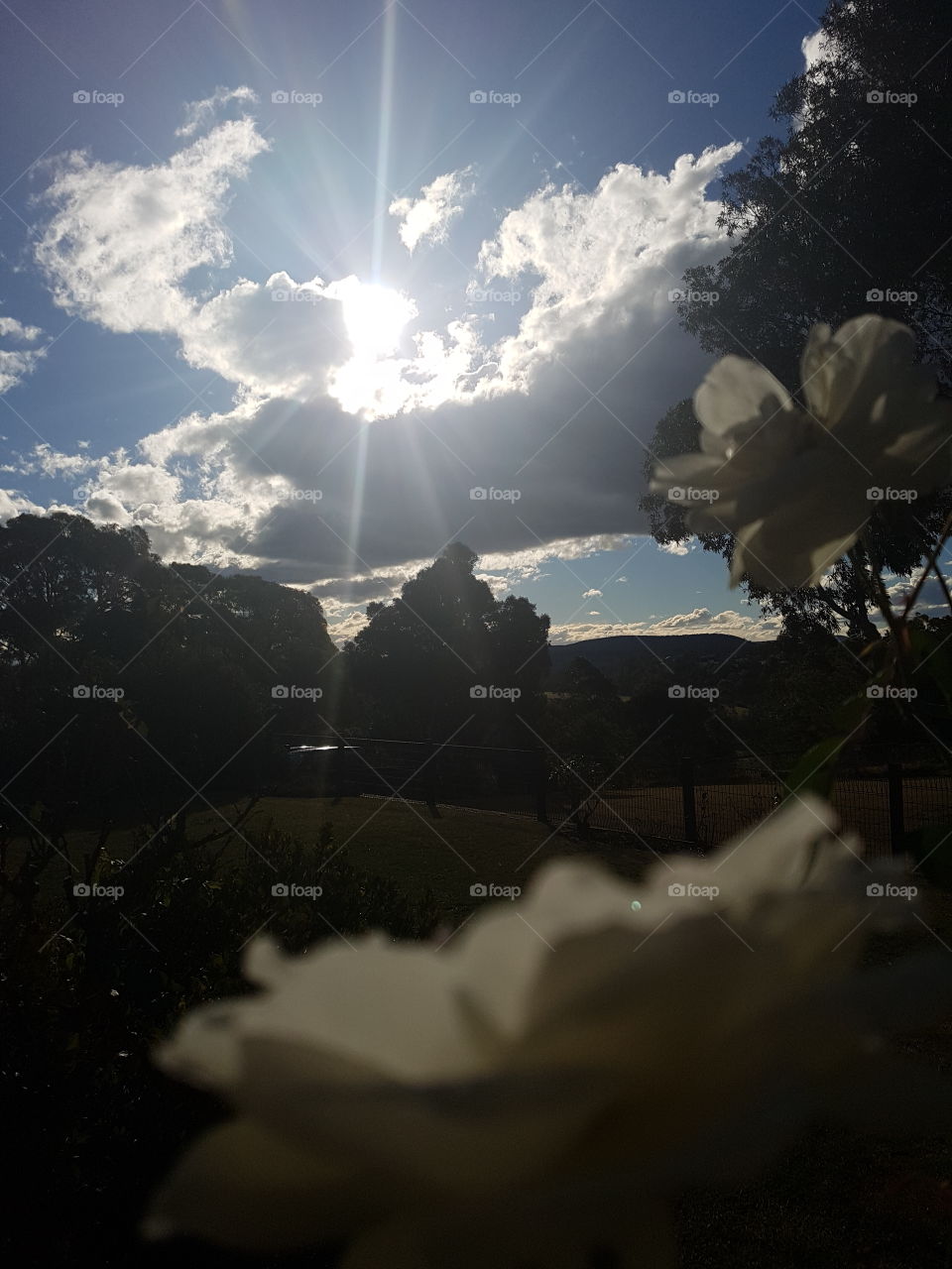 Sunrays over garden