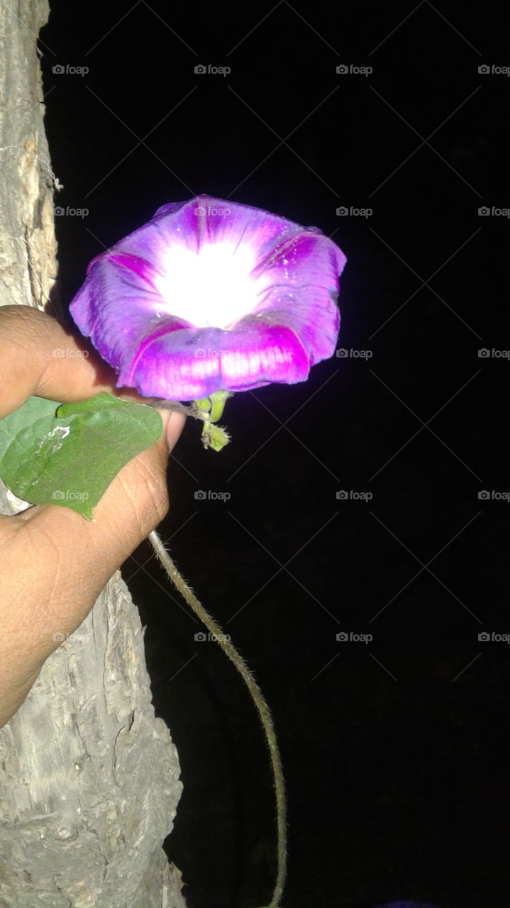 flower of kashmir is called Iqshpachaan