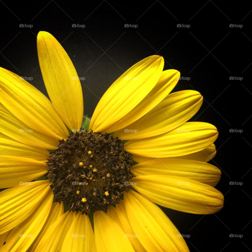 Dramatic yellow sunflower bloom isolated agains a black background. In the lower right corner if a square frame. Several out of order petals give character.