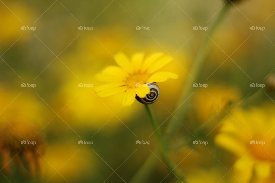 A snail’s conch on a chrysanthemum in a chrysanthemum’s field 