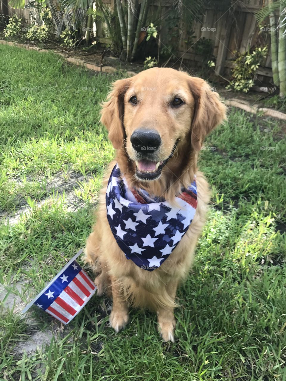 Patriotic Puppy 