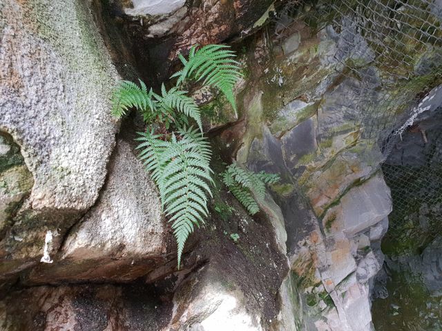 Ferns