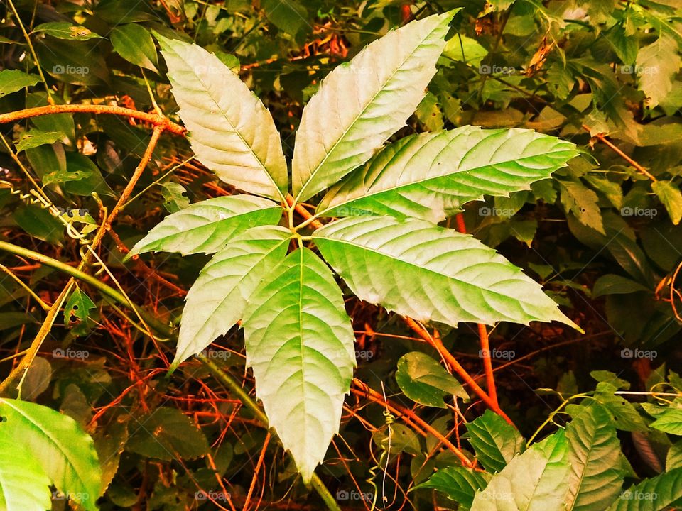 Wonderful leaf orientation presents like a beautiful flower.