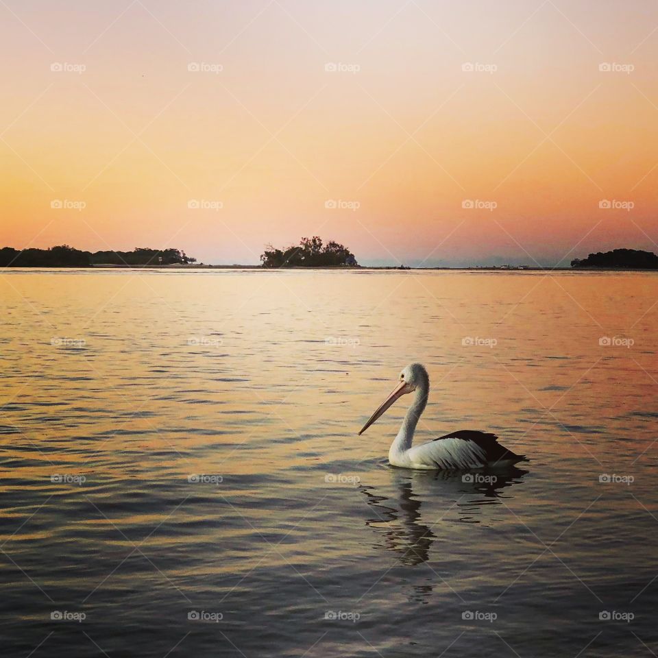 Pelican on the river at sunset pink skies