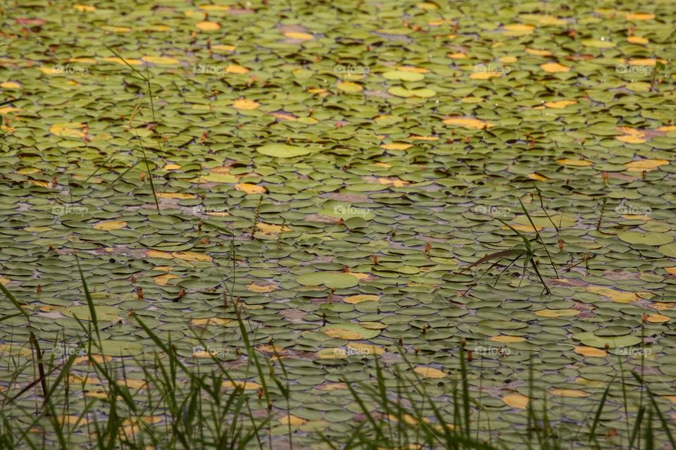 Lily pads floating on water