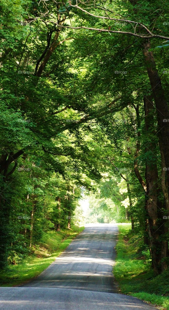 Empty road passing through forest