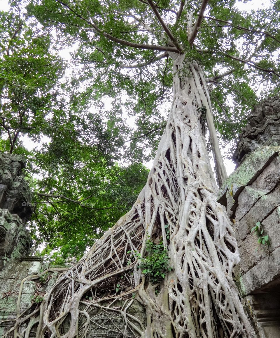 Campuchia's tree