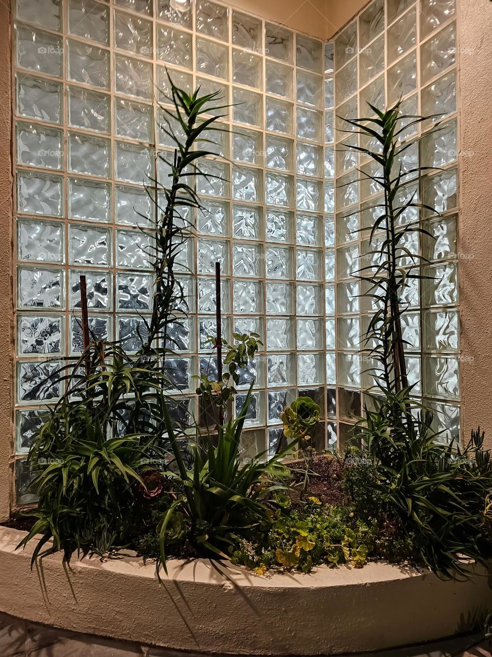 Small garden growing in the entrance to a mid century modern building in San Francisco California with glass blocks illuminated at night with succulents mixed with other plants
