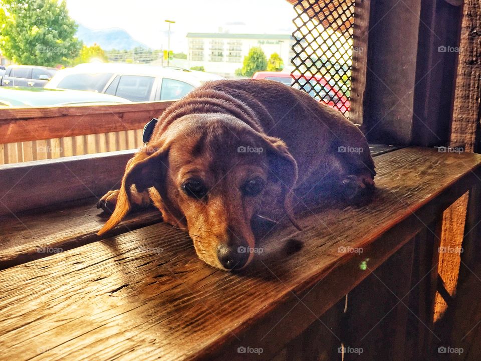 Dachshund sunning himself on the ledge of a window