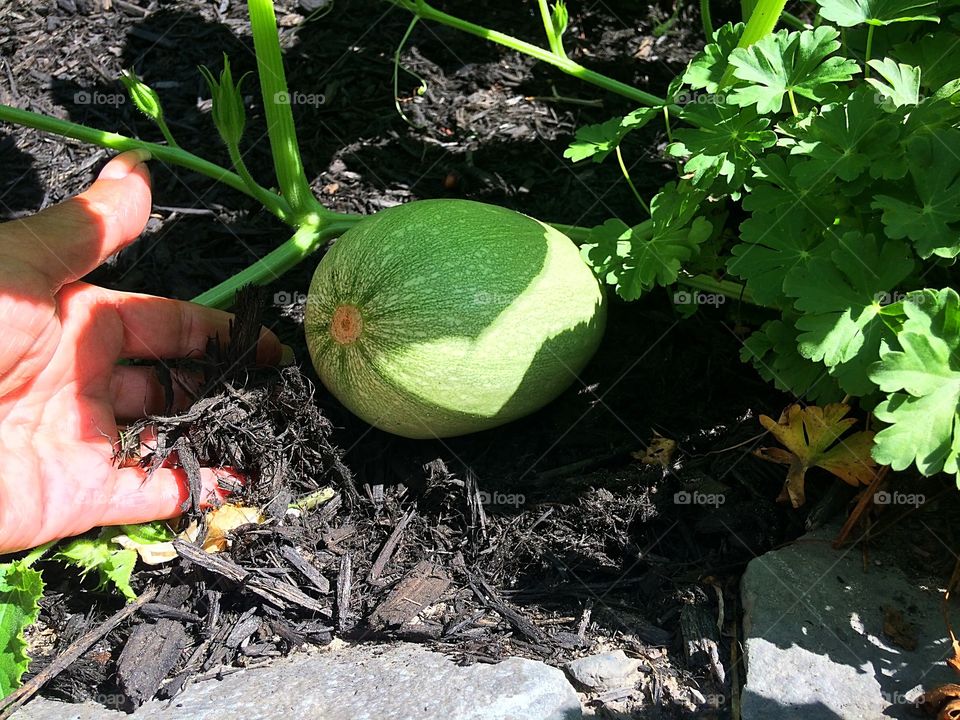 Spagetti squash is growing well! Cant wait to try all kinds of new recipes and stock up for winter 

