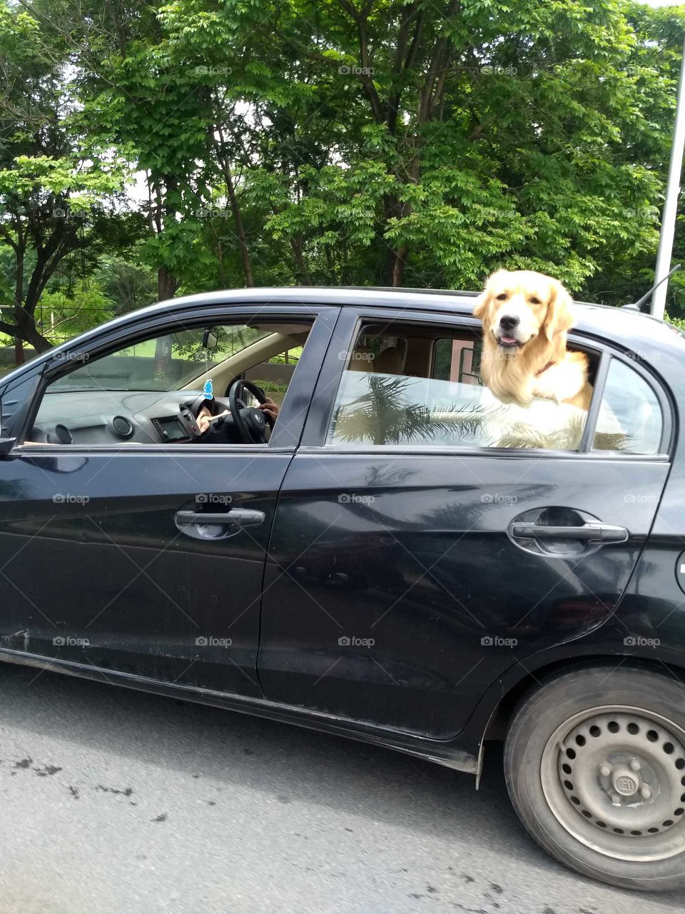 dog be like: make me famous