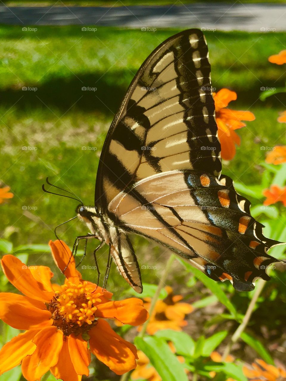 Butterflies,insects 